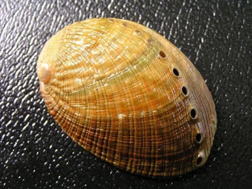 Flat Abalone