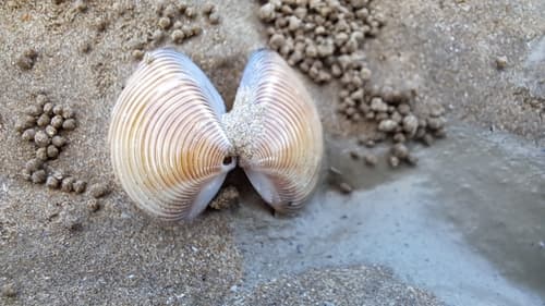 Flat-furrow Hard Clam