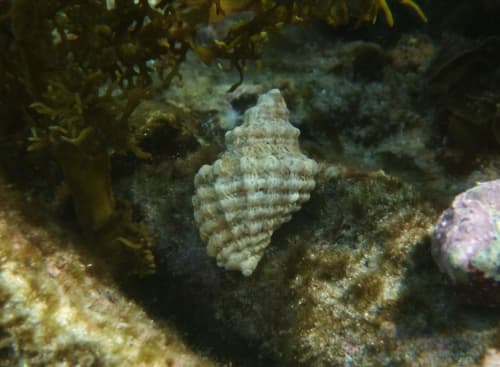 Flinders' rock-shell