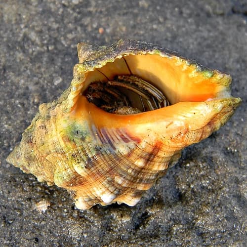Florida Rock Shell