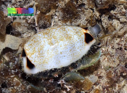 four-spotted cowrie