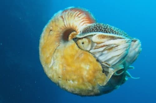 Fuzzy Nautilus