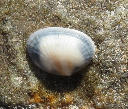 Gafrarium alfredense