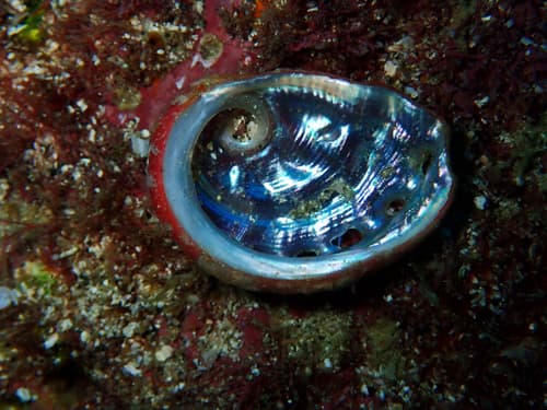 Galapagos abalone