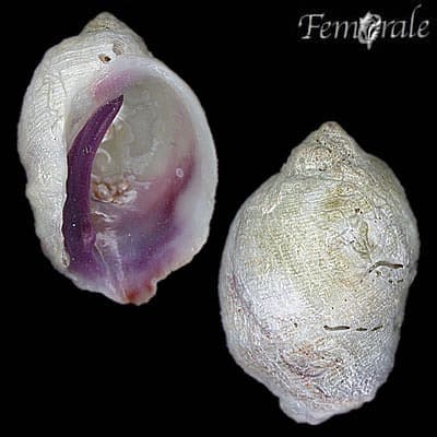 Galeropsis monodonta