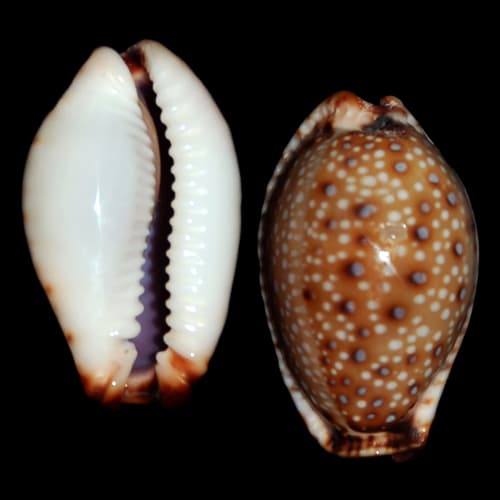 gangrenous cowrie