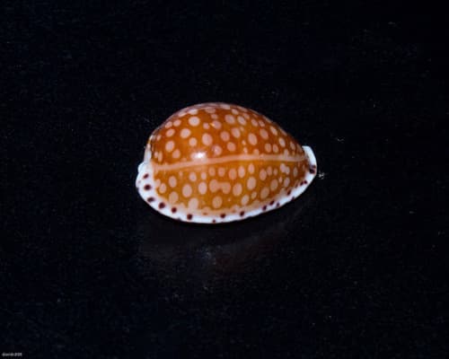 Gaskoin's Cowry