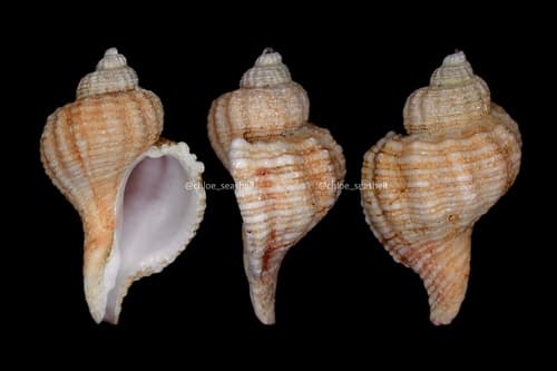 Genkaimurex varicosus