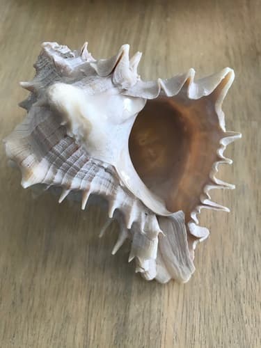 Giant Atlantic Murex