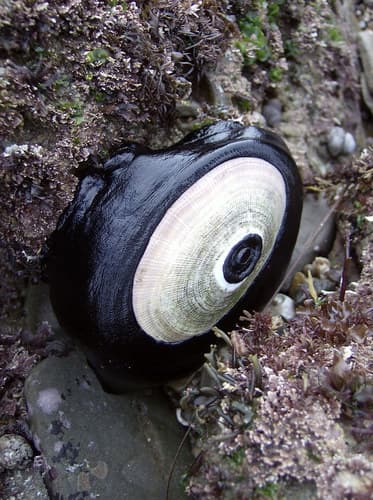 Giant Keyhole Limpet
