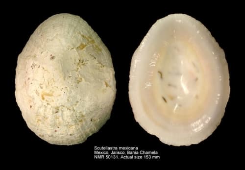 Giant Mexican Limpet