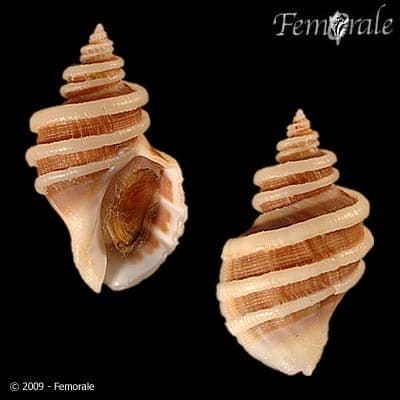Girdled Whelk