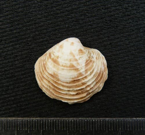 Globivenus isocardia