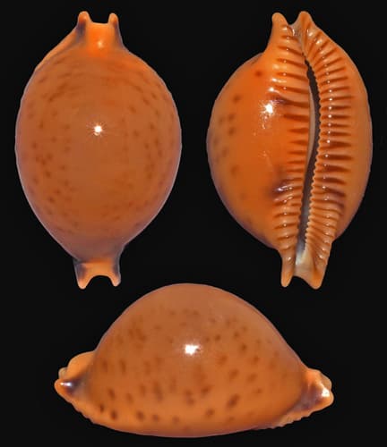 globular cowrie