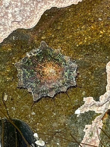 Goat Eye Limpet