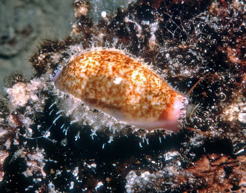 golden-mouth cowrie