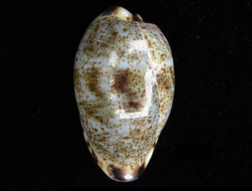 graceful cowrie