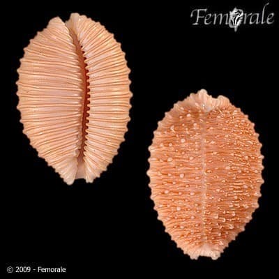 granulated cowrie