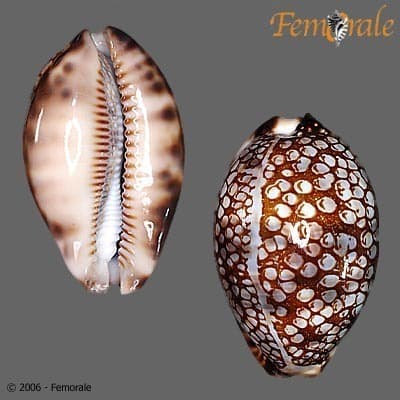 Gray's Arabica Cowry