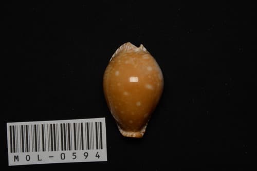 great spotted cowrie