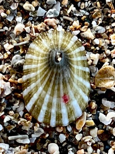 Green Keyhole Limpet