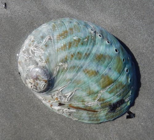 greenlip abalone
