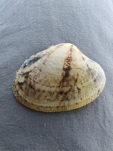 grooved carpet shell