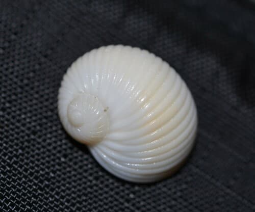 Grooved Moonsnail
