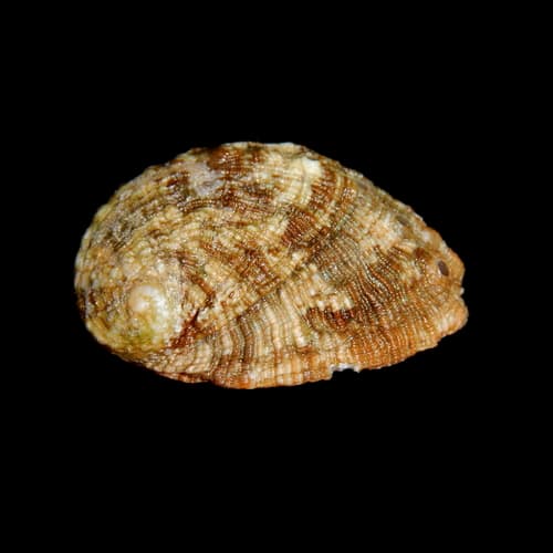 Haliotis pustulata