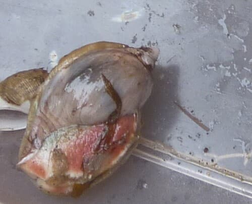 Harpovoluta charcoti