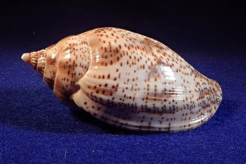 Harpulina lapponica