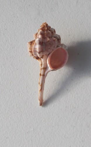 Haustellum langleitae