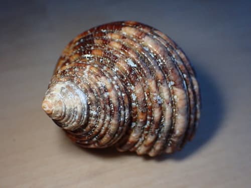 Hawaiian Turbo Snail