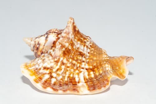 Hawkwing Conch
