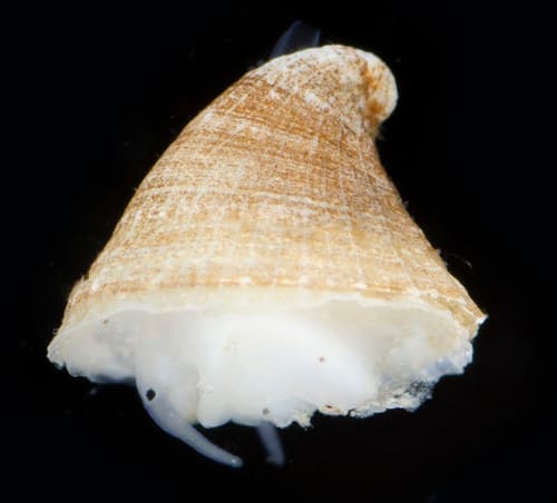 Helmet Puncturella