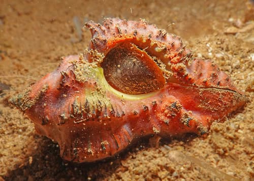 Hexaplex stainforthii