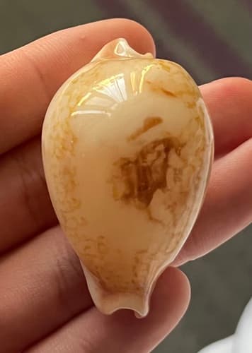 Hirase's cowrie