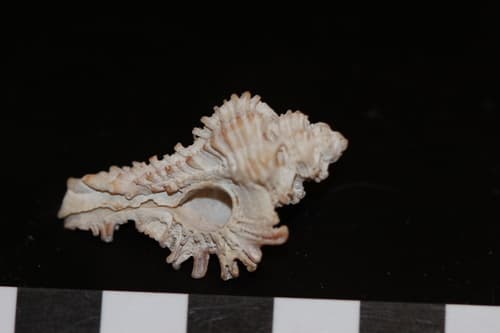 Homalocantha secunda