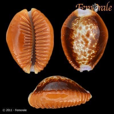 Honey Cowry