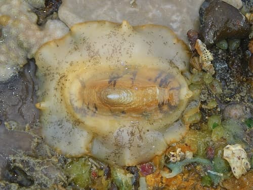 Hoof-shield limpet