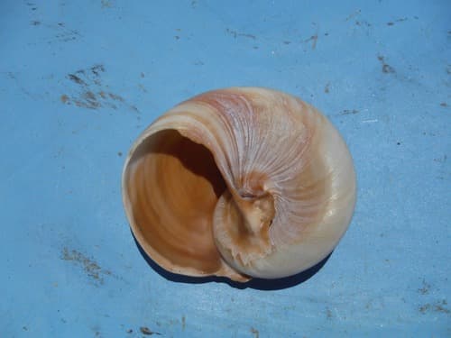 Hypterita helicoides