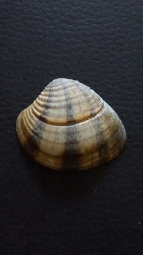 Iliochione subrugosa