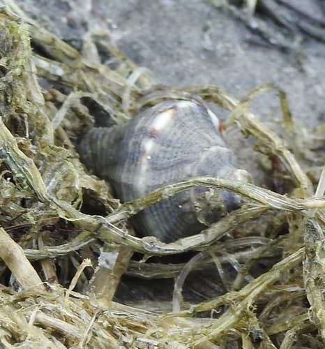 Indothais malayensis