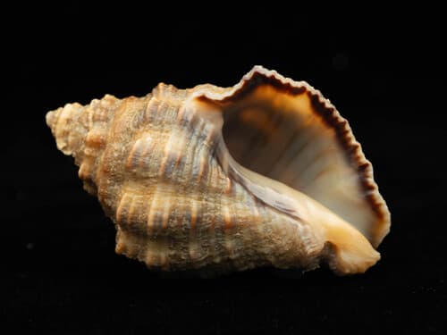 Indothais rufotincta