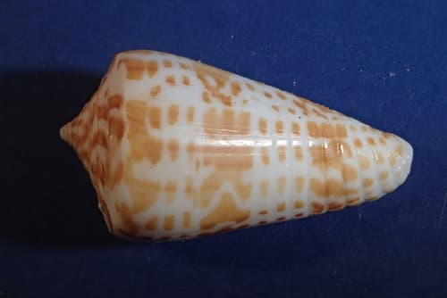 Inscribed Cone