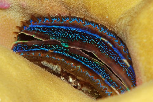 Iridescent Scallop