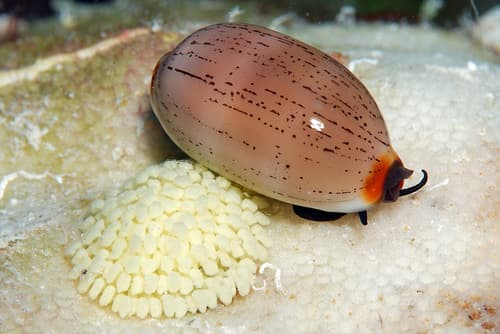 Isabella Cowry