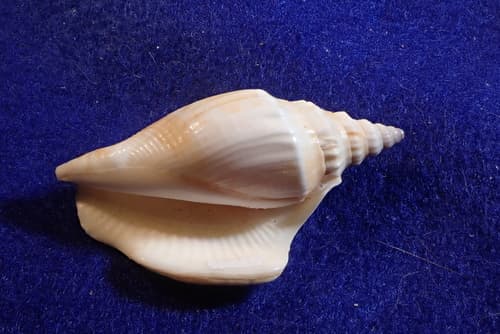 Japanese conch