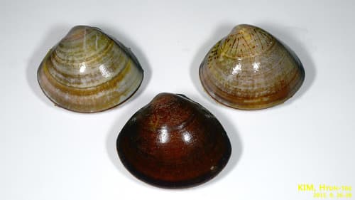 Japanese Hard Clam
