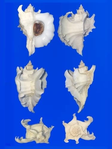 Japanese Oyster Drill